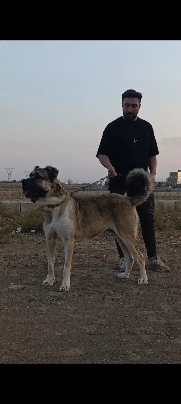 سگ سراب|سگ|نظرآباد, نظرآباد|دیوار