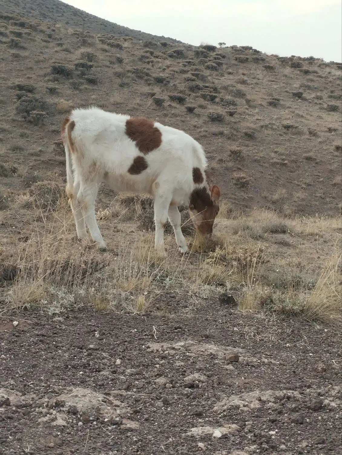 گوساله|حیوانات مزرعه|ارشق, |دیوار