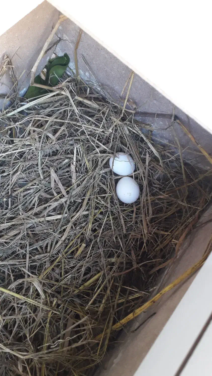 جفت عروس هلندی|پرنده|بابلسر, |دیوار