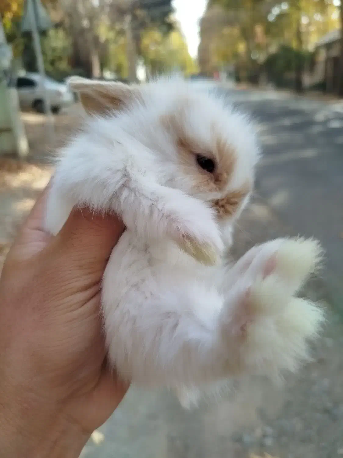 خرگوش لوپ|موش و خرگوش|هشتگرد, اردهه|دیوار