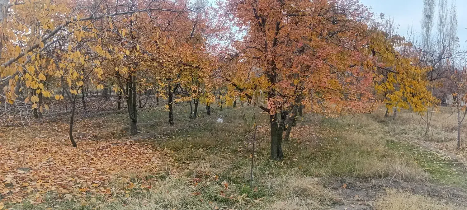 باغ گیلاس تکدانه تپه باشی|فروش زمین و ملک کلنگی|فیرورق, |دیوار