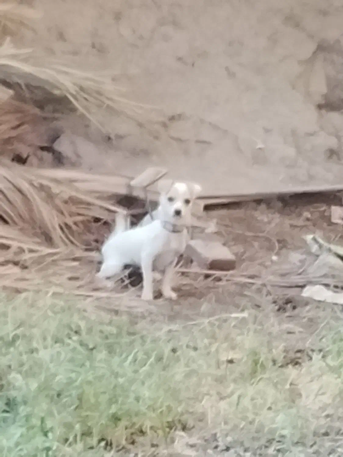 سگ شی واوا|سگ|بم, |دیوار