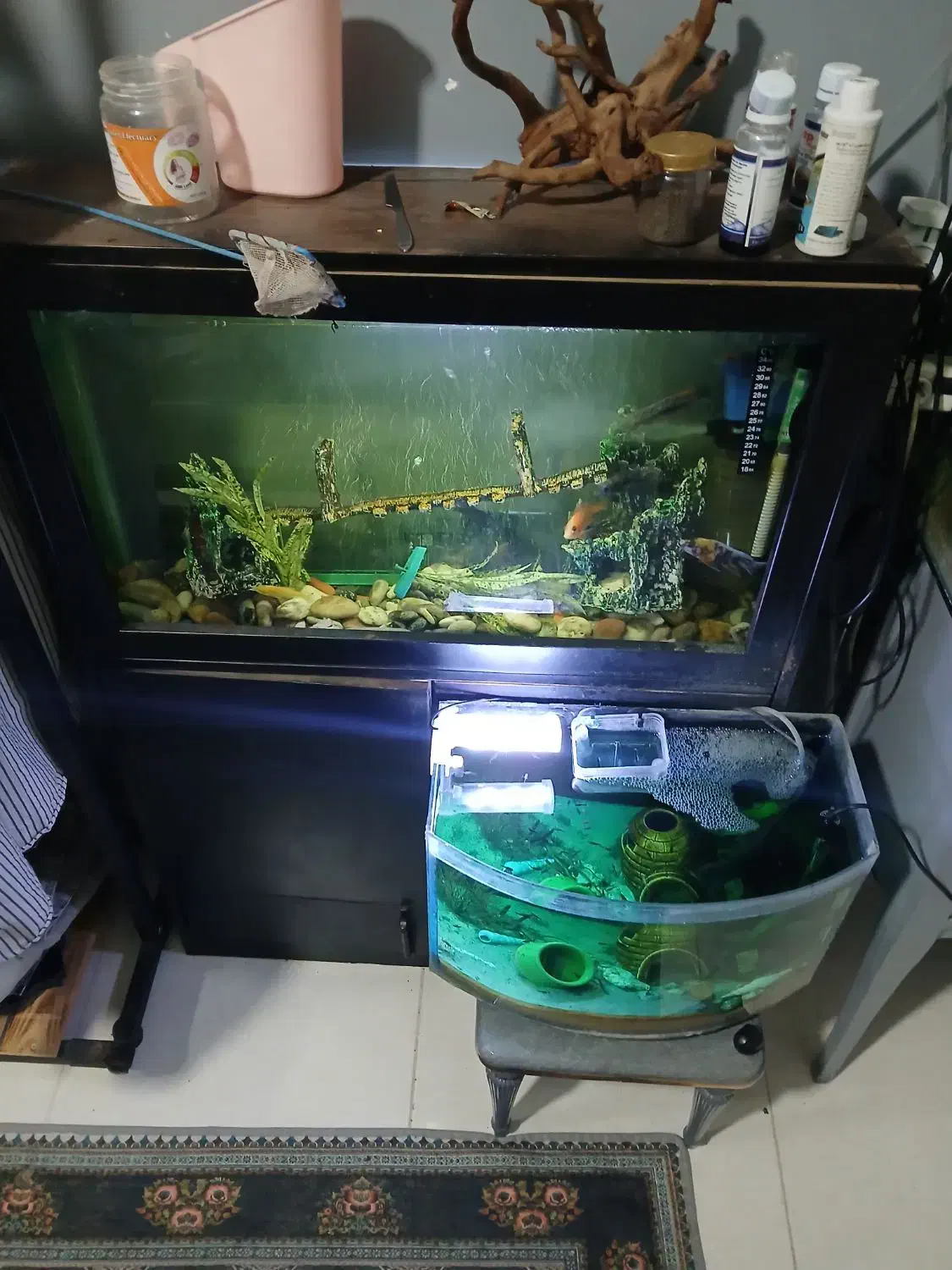 اکواریوم|ماهی|تهران, دهم فروردین|دیوار