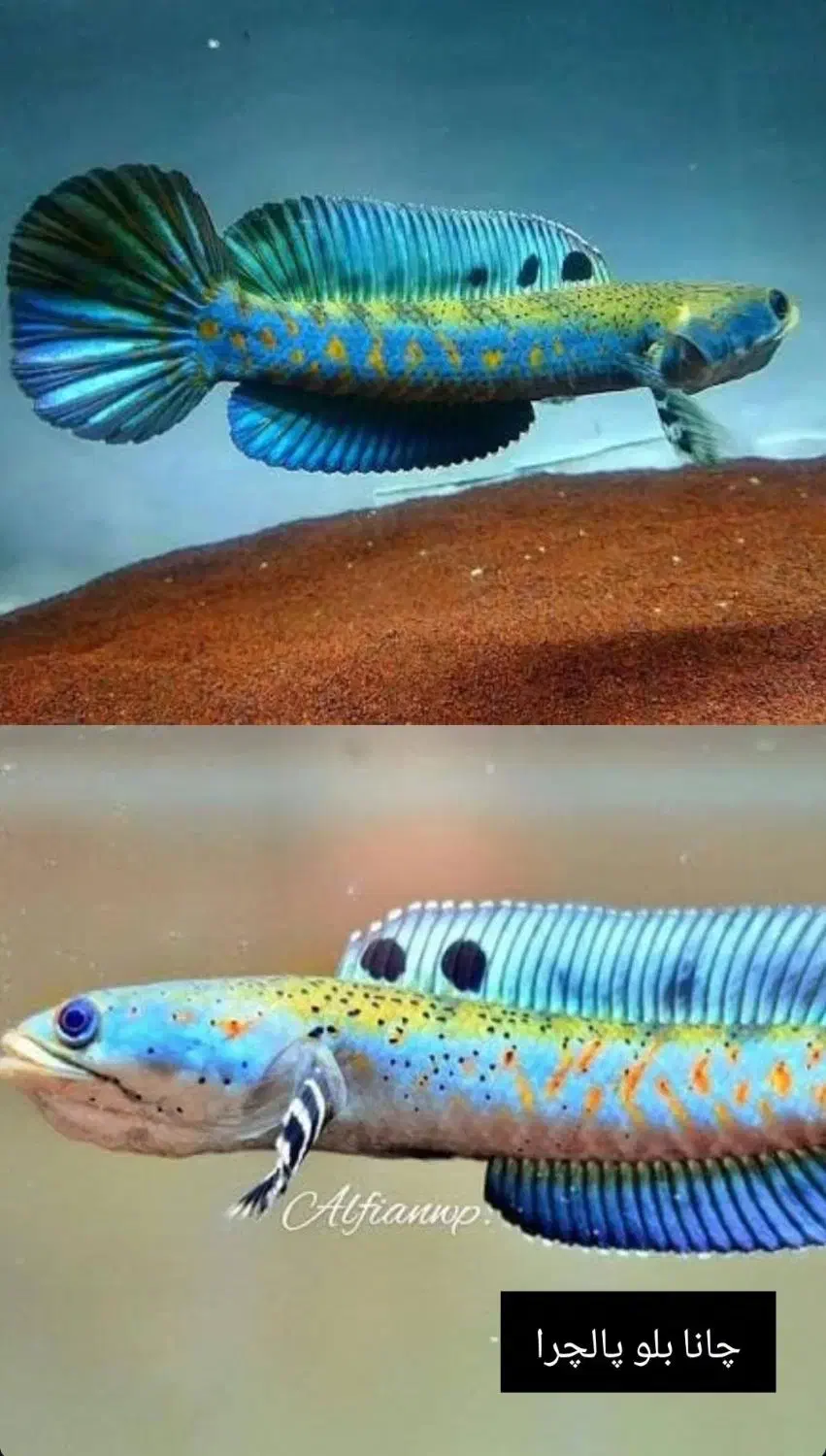 چانا ۵ نژاد خاص|ماهی|خوی, |دیوار