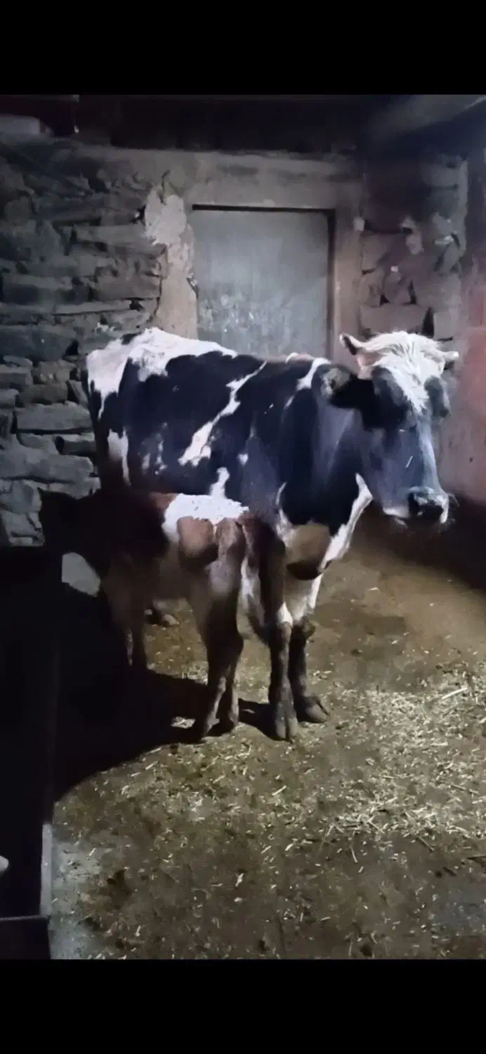 گاو و گوساله دورگ|حیوانات مزرعه|مریوان, |دیوار