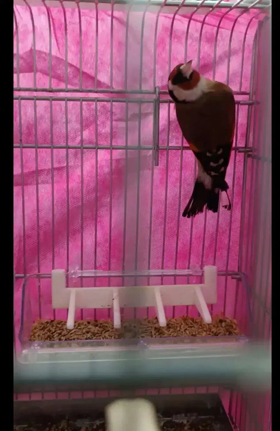 سهره کرمونشاهی بخون|پرنده|کرمان, |دیوار