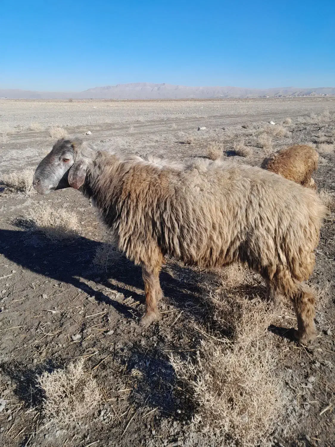 قوچ|حیوانات مزرعه|شیراز, بید زرد|دیوار