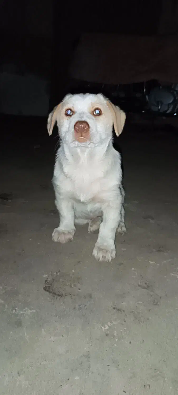 سگ پا کوتاه|سگ|گنبد کاووس, |دیوار