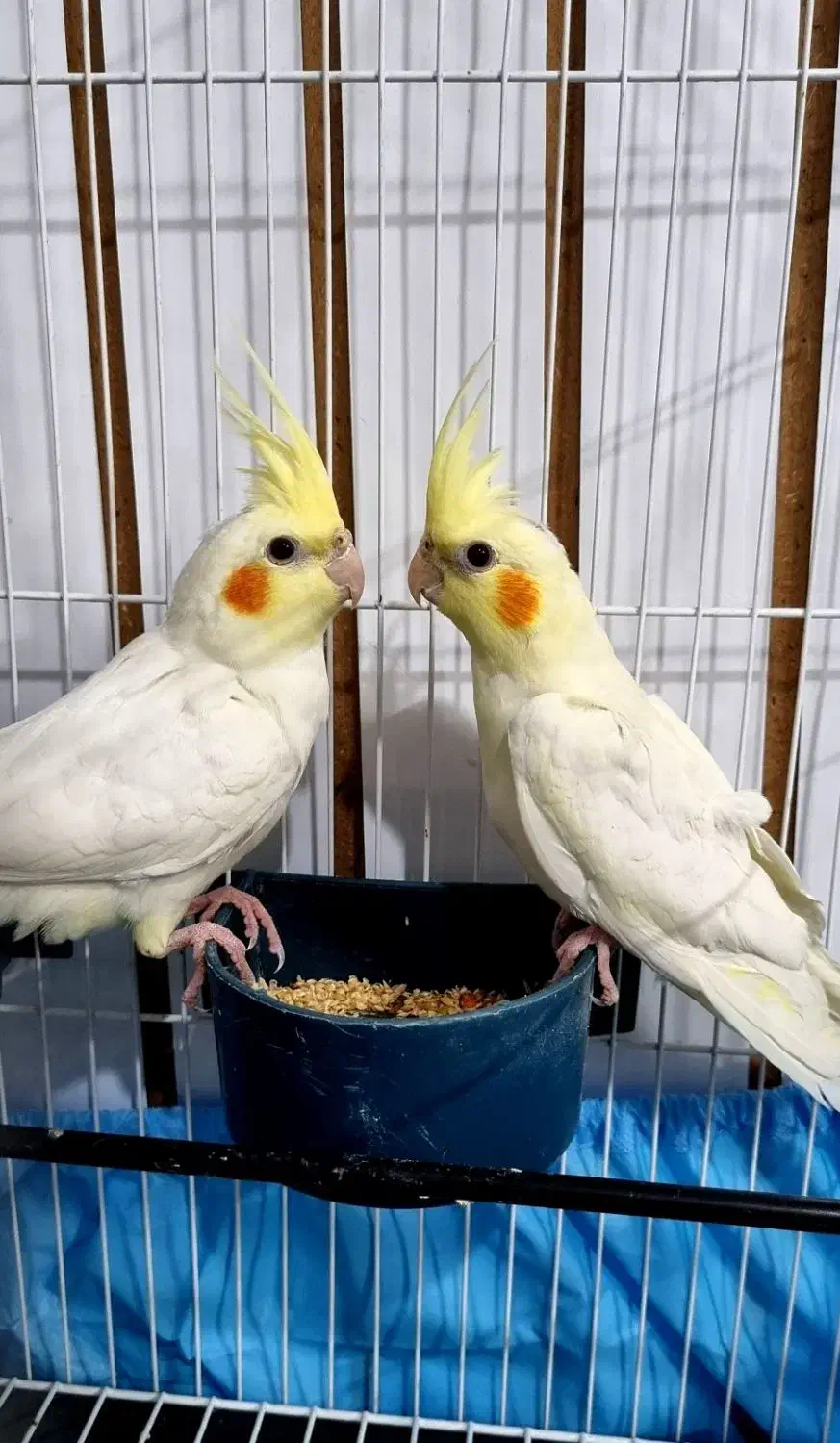 عروس هلندی و مرغ عشق|پرنده|اردبیل, |دیوار