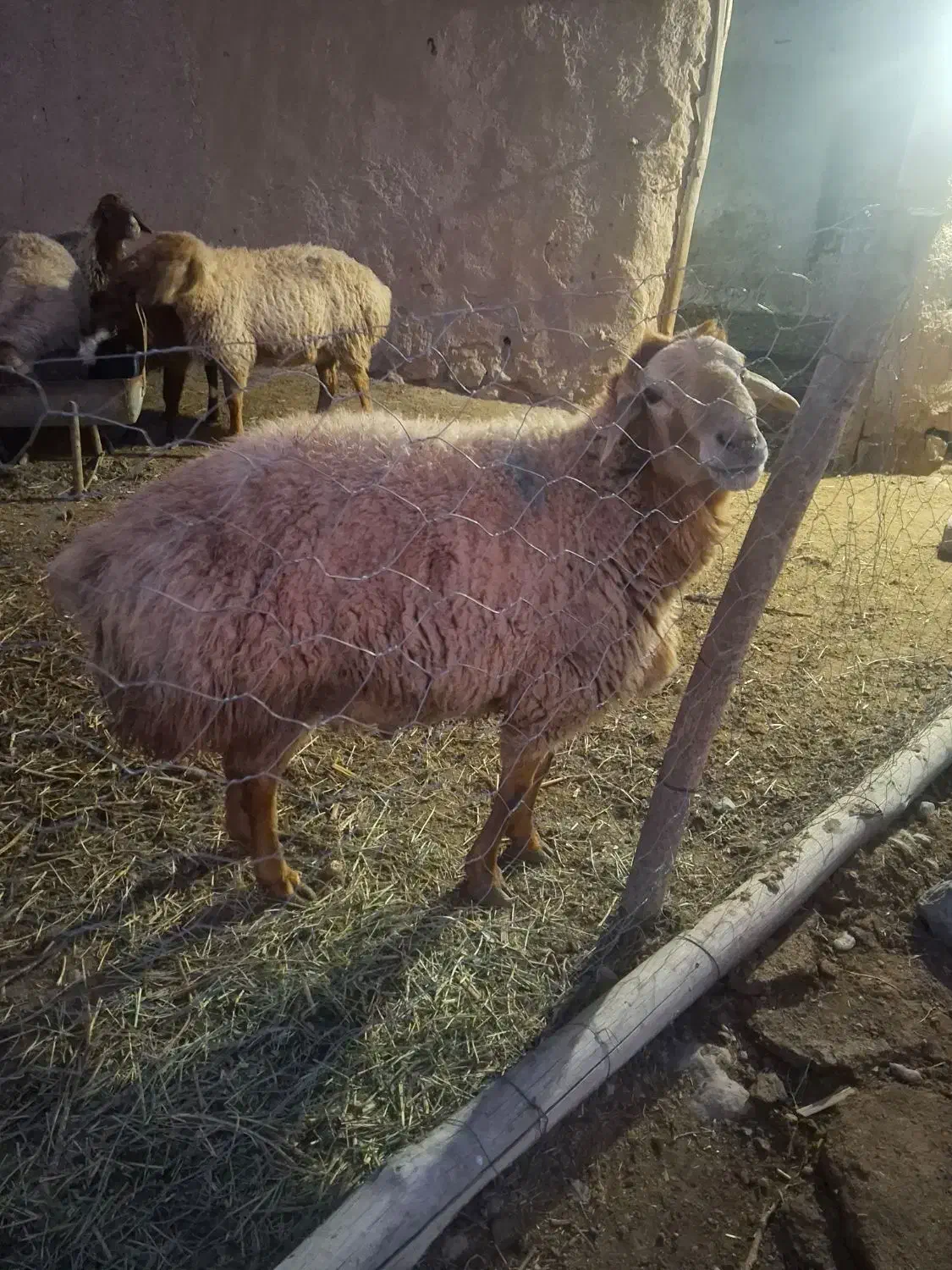 قوچ|حیوانات مزرعه|اسفراین, |دیوار