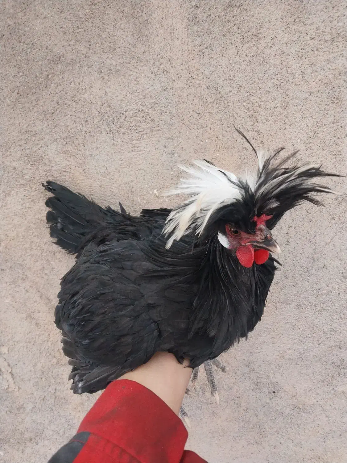 جوجه خروس لهستانی اصل|حیوانات مزرعه|فردوس (خراسان), |دیوار