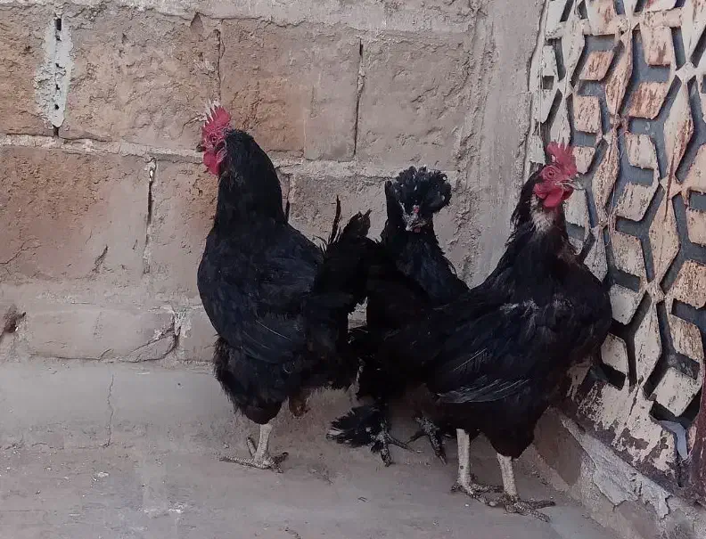 مرغ تخم ده|حیوانات مزرعه|کاشان, پشت شهربانی|دیوار