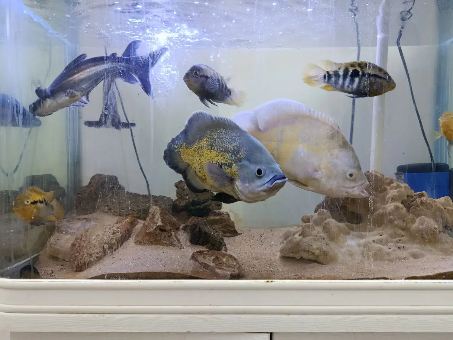 فروش ماهی|ماهی|مشهد, امیریه|دیوار