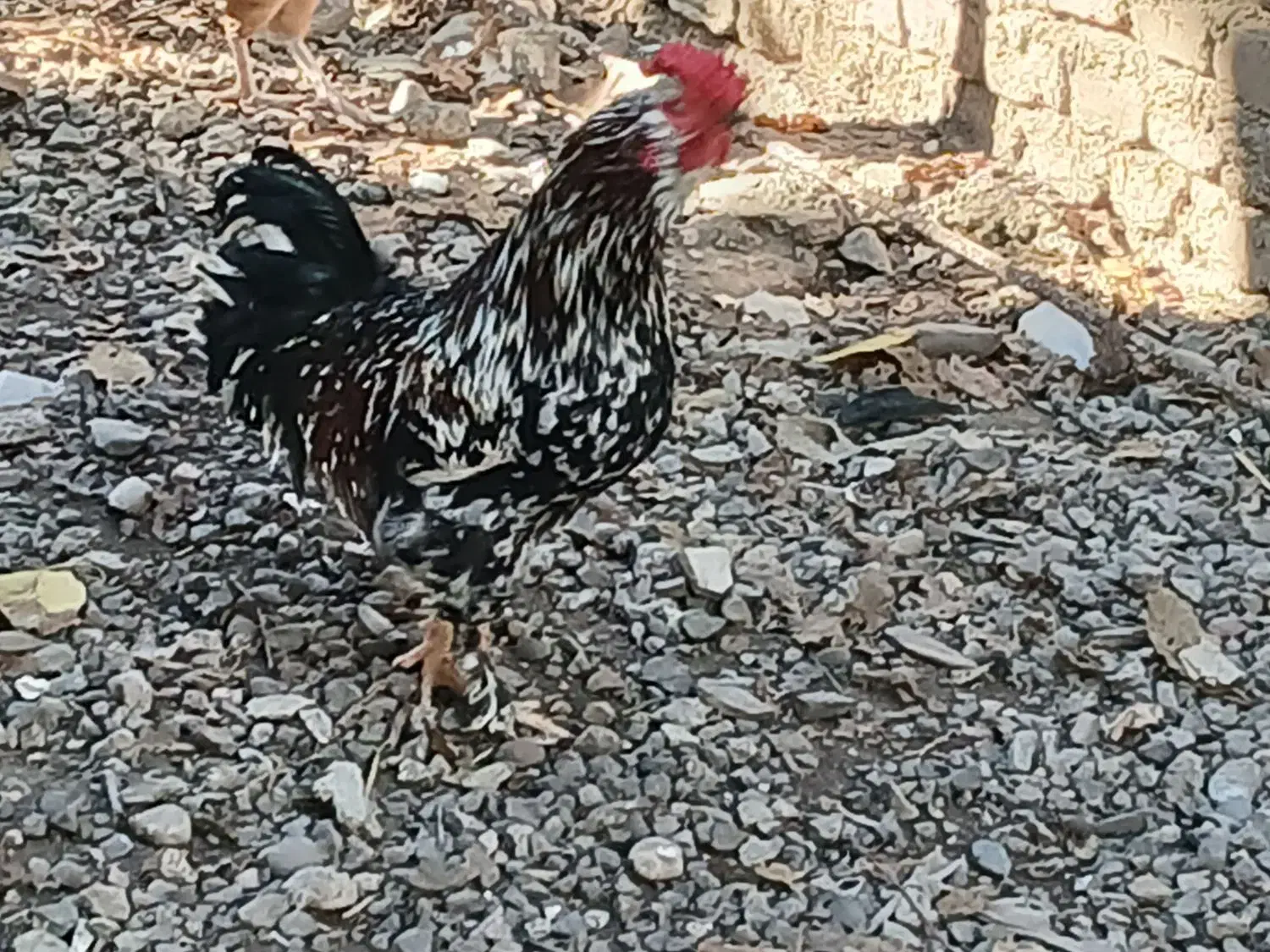 تخم مرغ تازه با نطفه صدرصد|حیوانات مزرعه|خان ببین, |دیوار