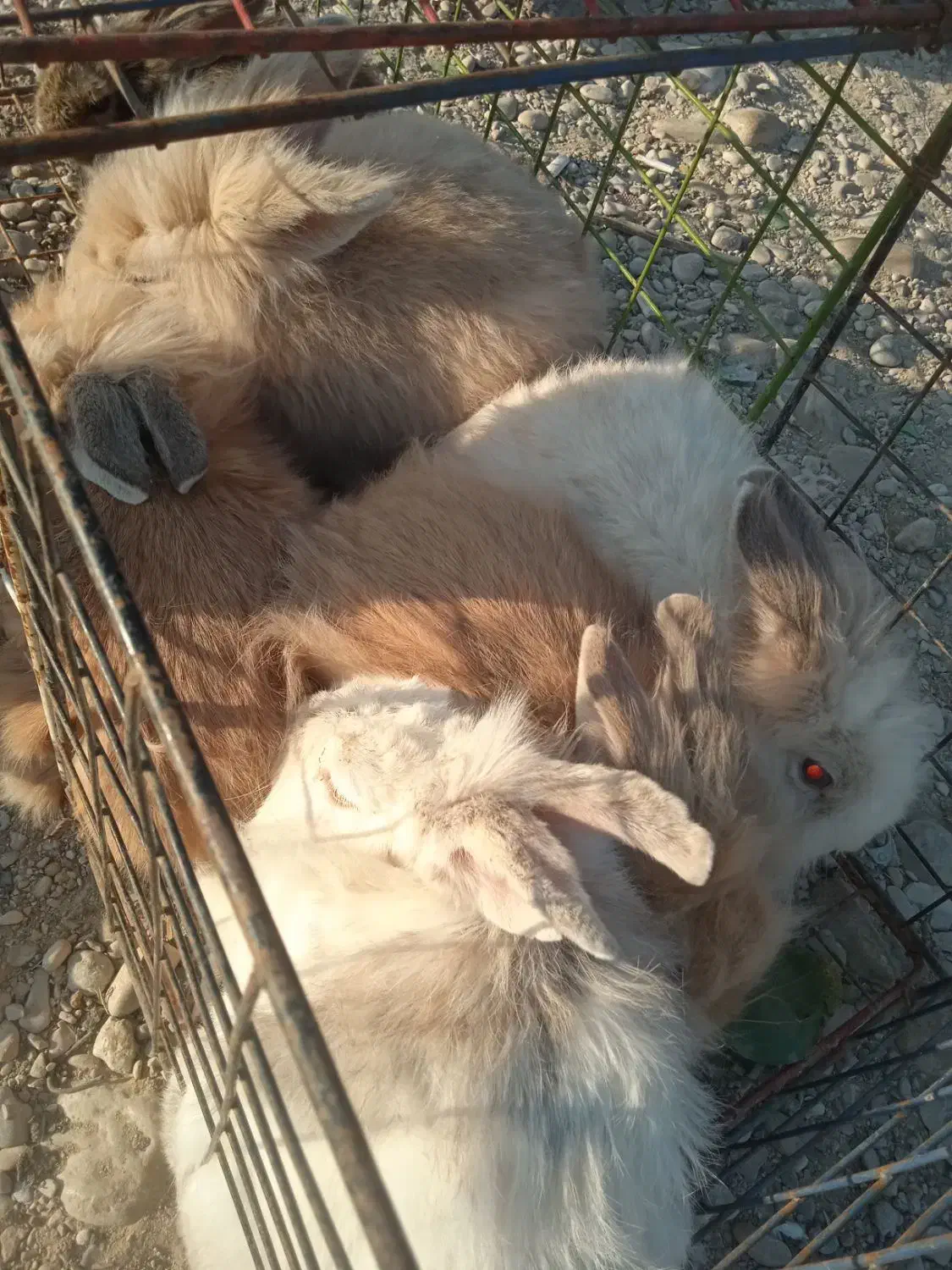 لوپ|موش و خرگوش|یاسوج, |دیوار