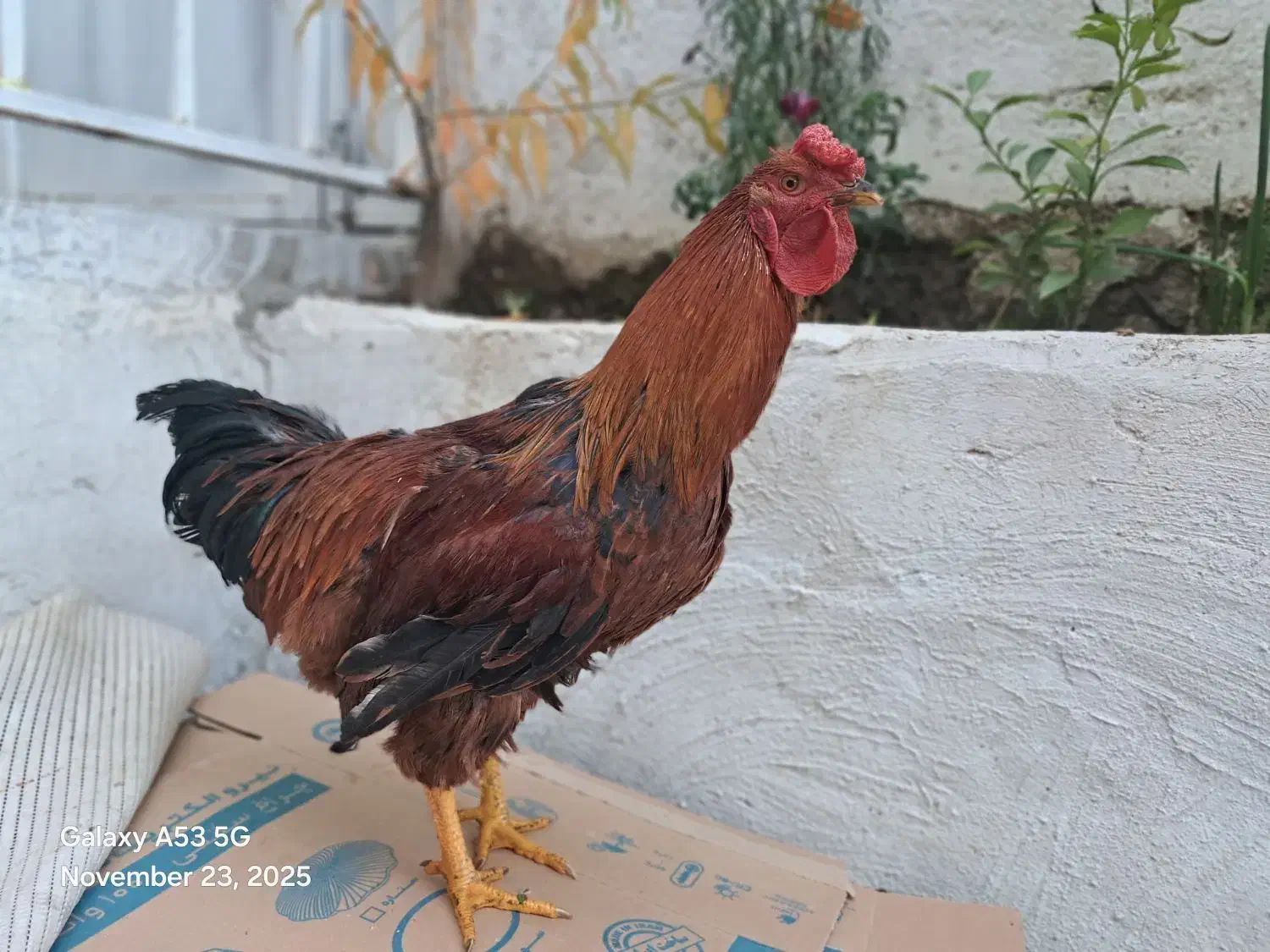 خروس لاری ،|حیوانات مزرعه|سردشت, |دیوار