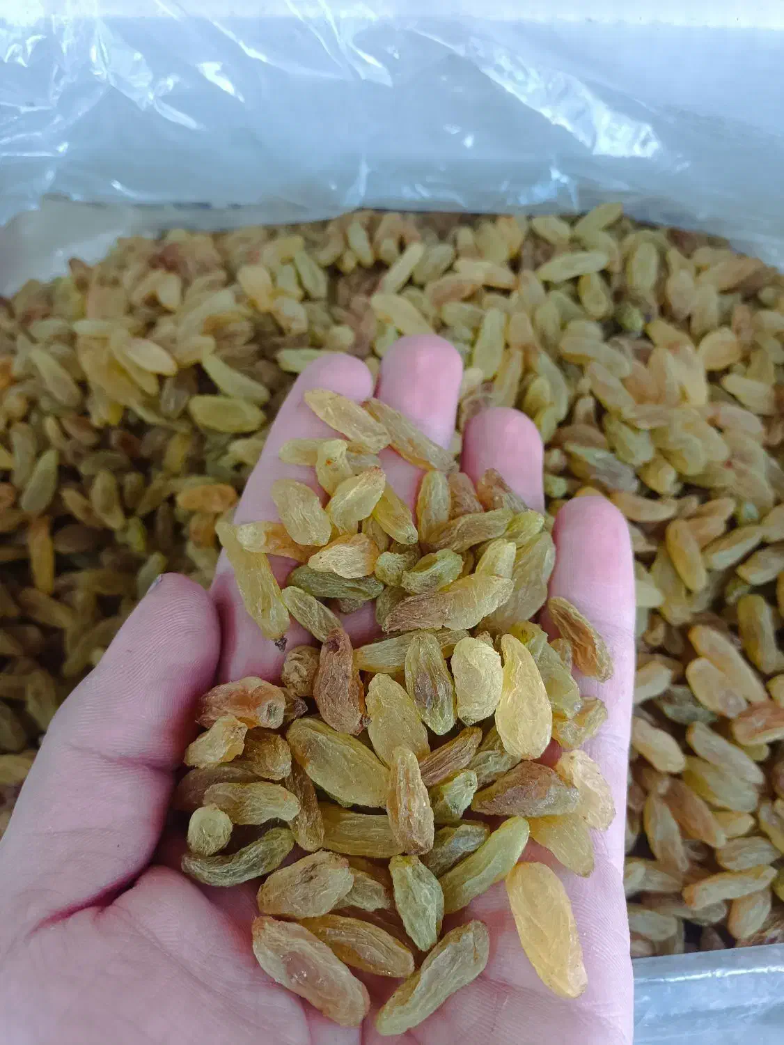 کشمش سبز امسالی ارگانیک بدون تیزاب درجه یک و دو و.|خوردنی و آشامیدنی|اصفهان, زهران|دیوار