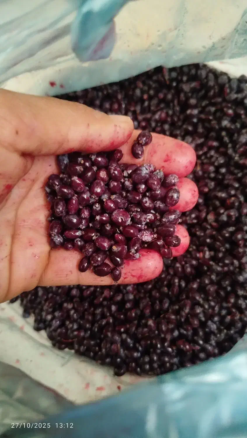 زرشک کوهی|خوردنی و آشامیدنی|رودشت (چهارمحال و بختیاری), |دیوار