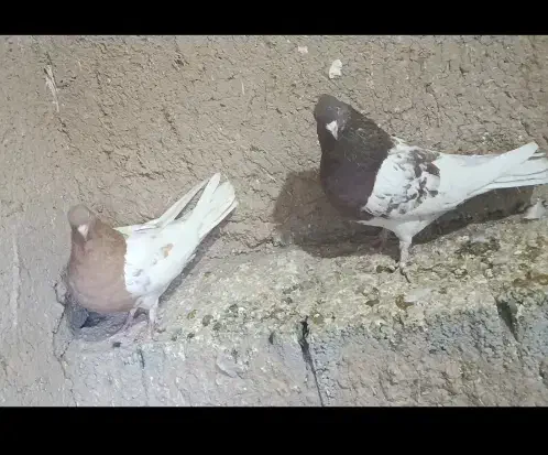 کبوتر.کفتر|پرنده|آباده, |دیوار