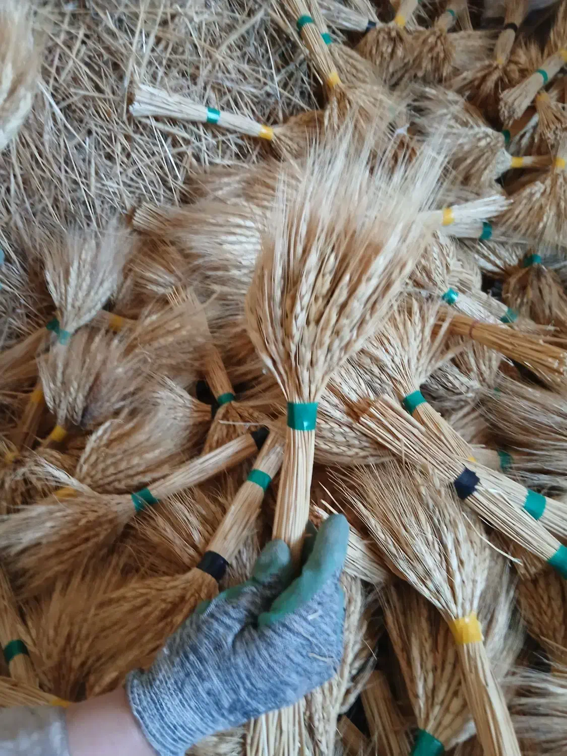 سنبل عیدانه|گل و گیاه طبیعی|اردبیل, |دیوار