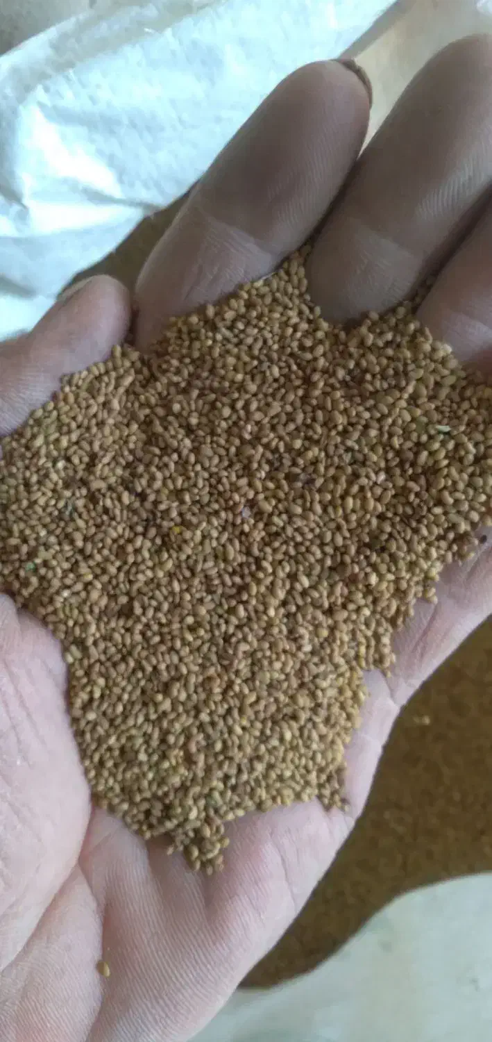 بذر یونجه پایه بلند|عمدهفروشی|لالجین, |دیوار