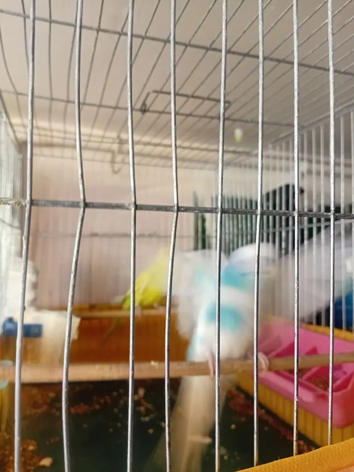 مرغ عشق|پرنده|فردیس, قریشی|دیوار