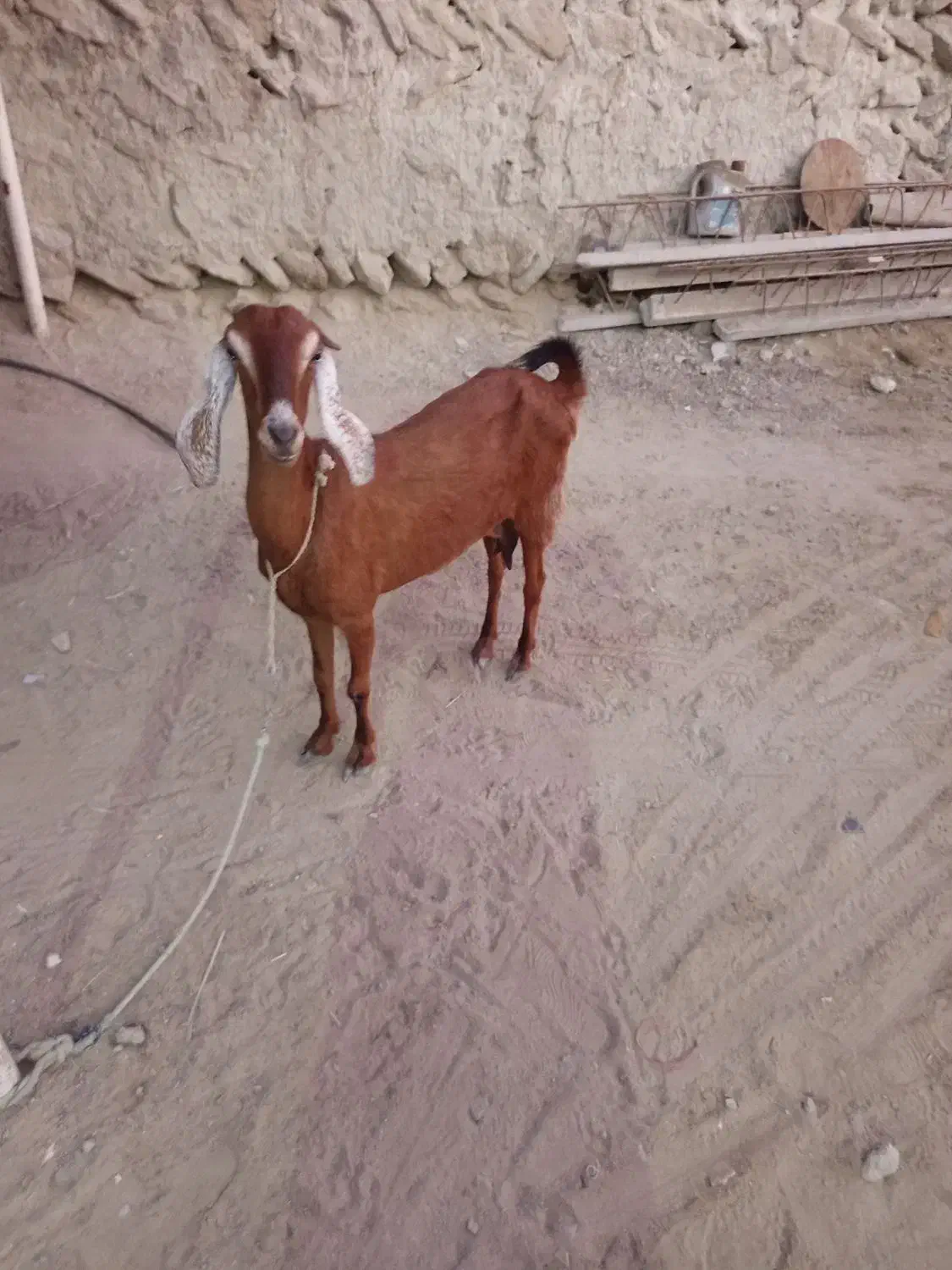 بزه|حیوانات مزرعه|چابهار, |دیوار