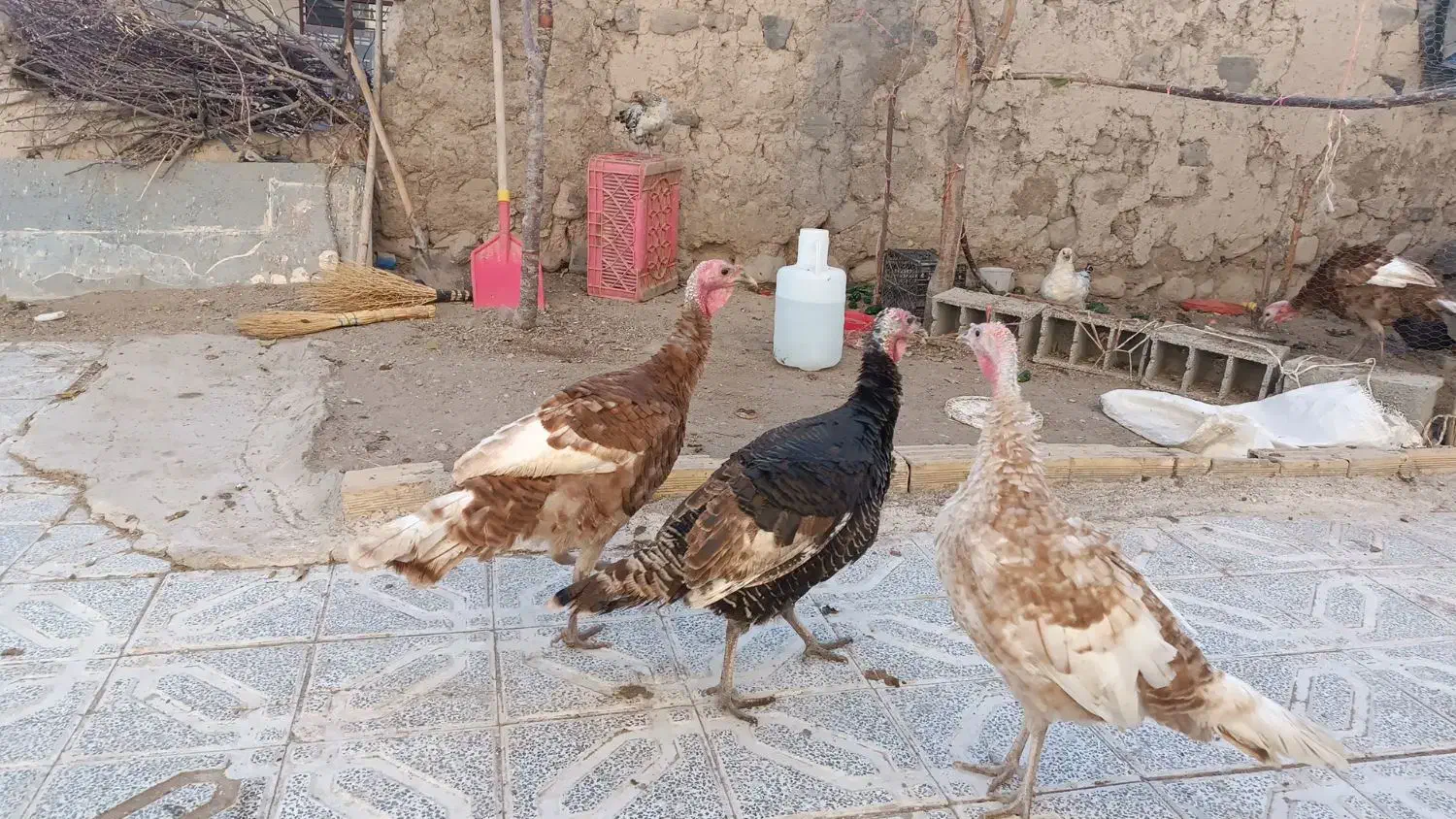 مرغ و بوقلمون محلی|حیوانات مزرعه|کوثر, |دیوار
