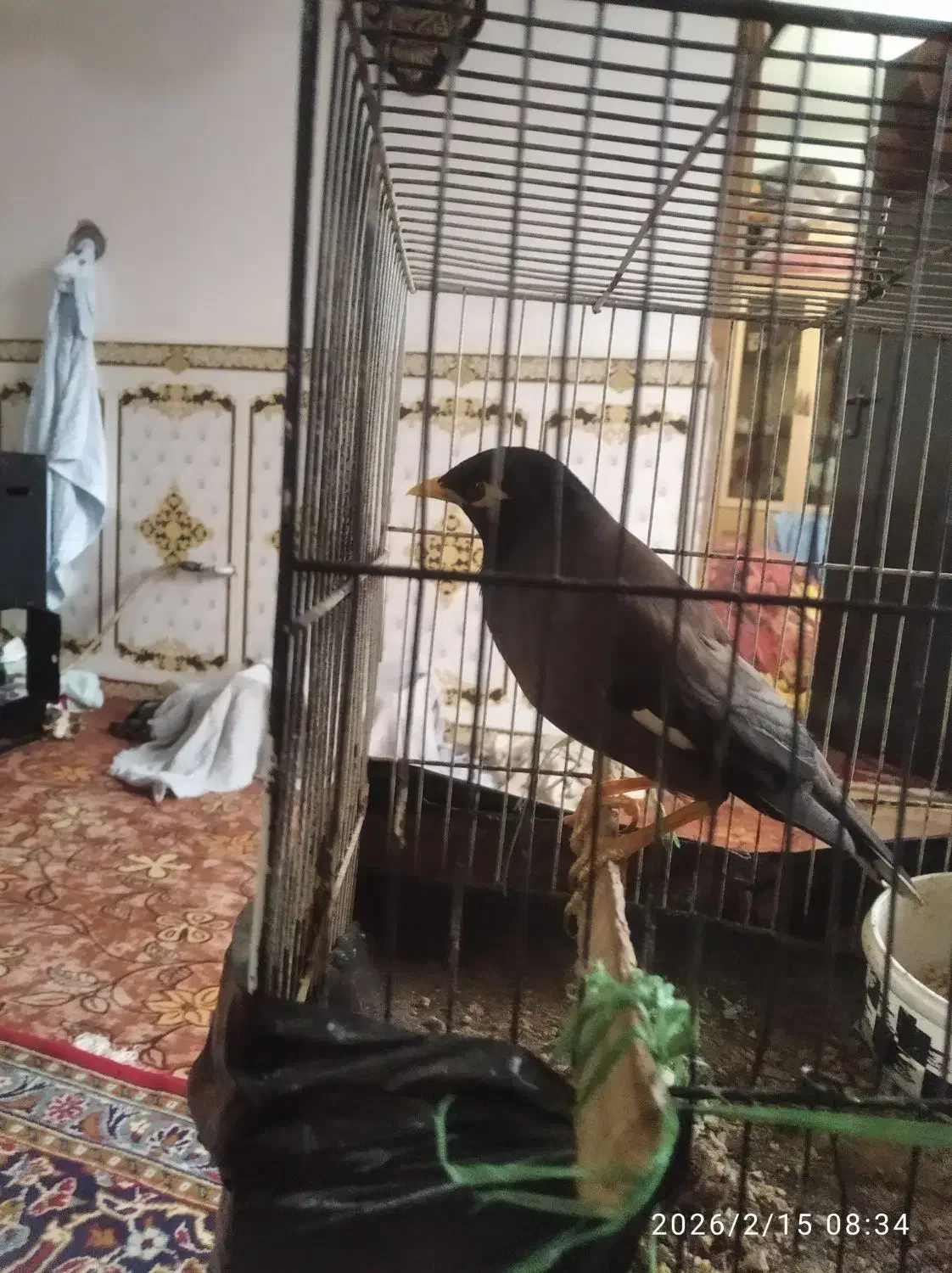 مرغ مینا دستی|حیوانات|خان ببین, |دیوار