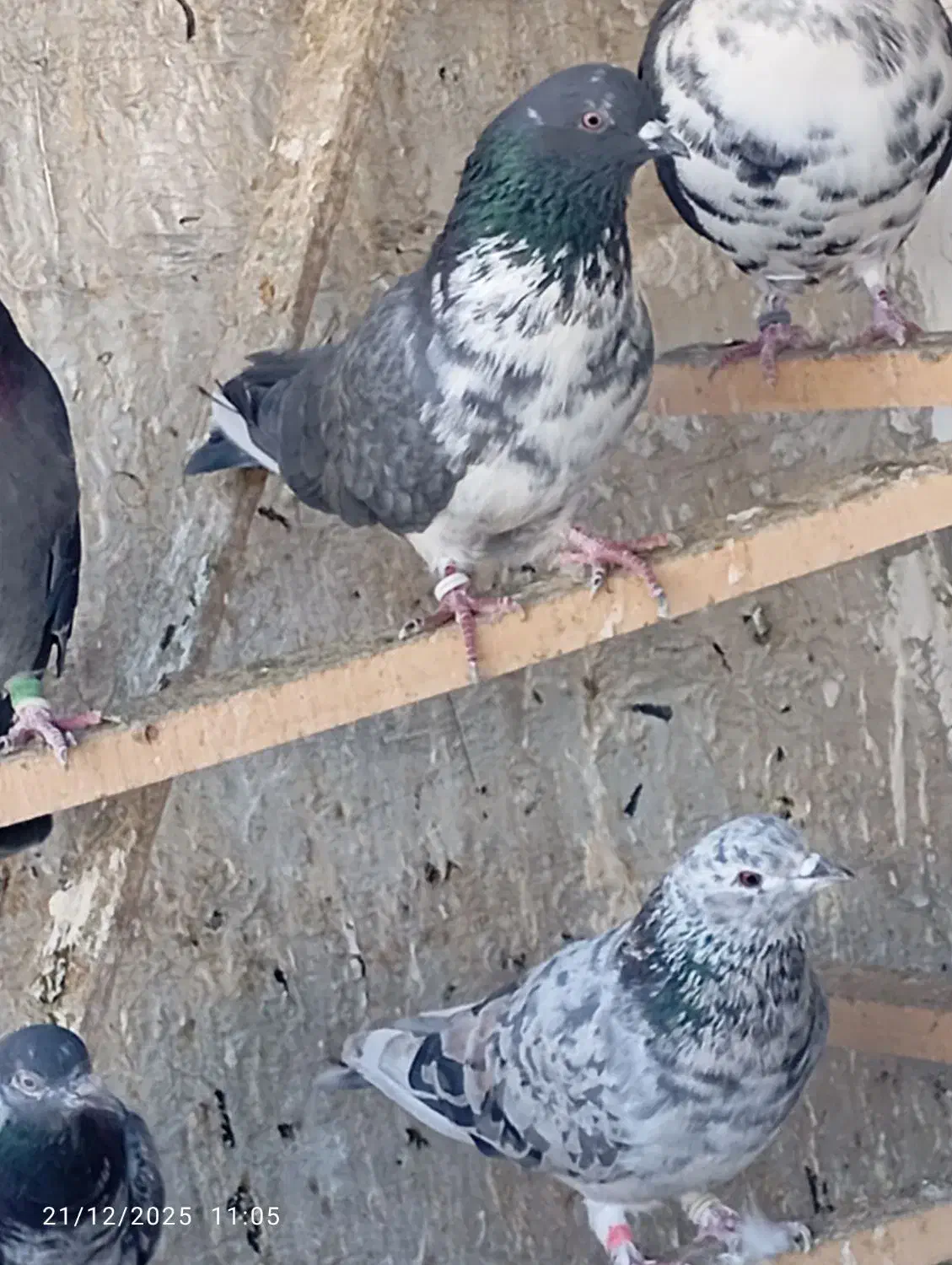 کبوتر پرشی|پرنده|نقده, |دیوار