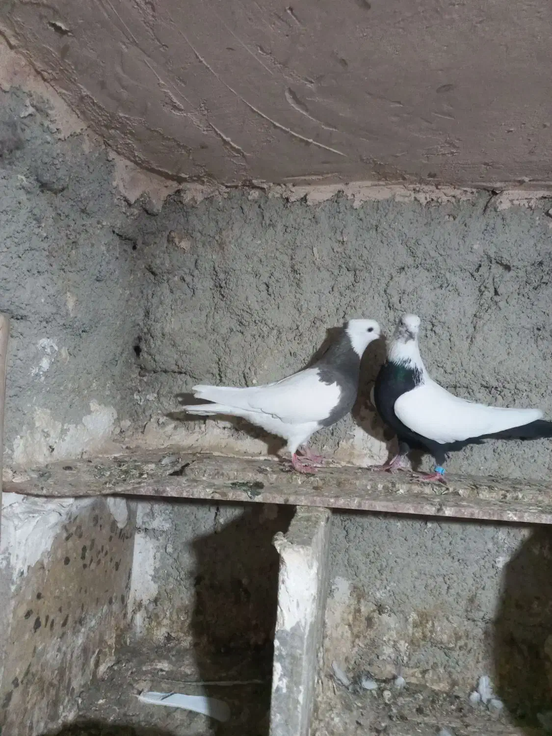 کبوتر|پرنده|همدان, |دیوار