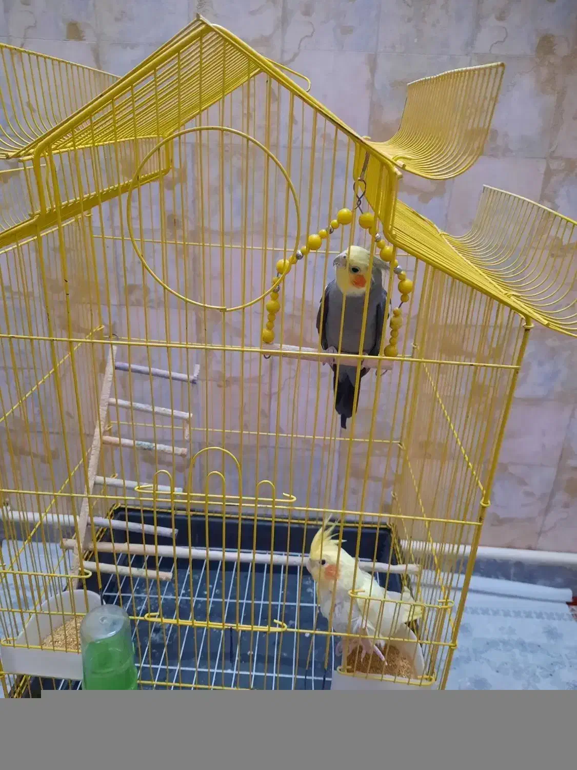 دوجفت عروس هلندی آواز خوان وسالم|پرنده|فردیس, شهرک شهید حسینی|دیوار