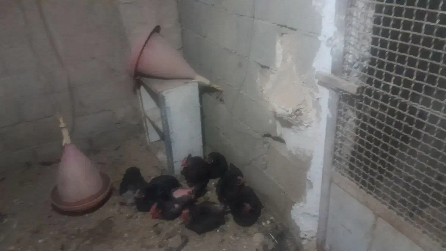 مرغ سرحال وبوقلمون|حیوانات مزرعه|تنکمان, |دیوار