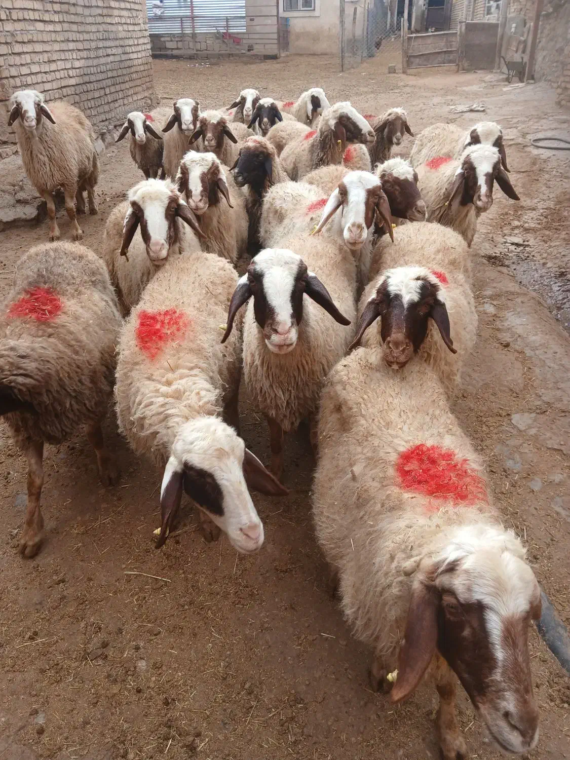 گوسفند|حیوانات مزرعه|کرمانشاه, |دیوار