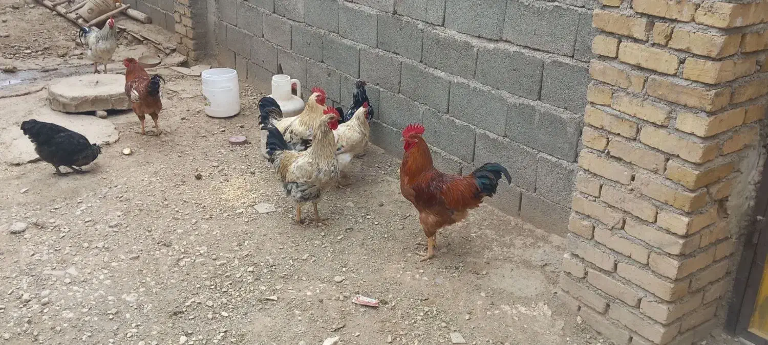مرغ و خروس جوان|حیوانات مزرعه|زرین دشت (همدان), |دیوار
