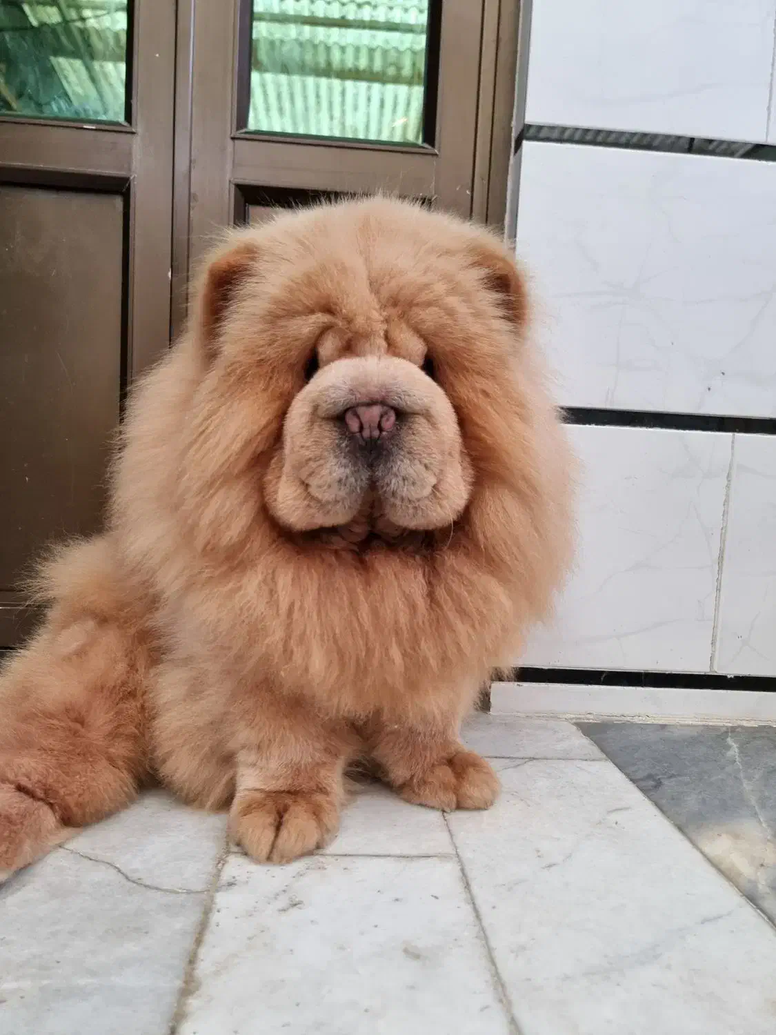 چاوچاو وارداتی جهت کشش|سگ|امیرکلا, |دیوار