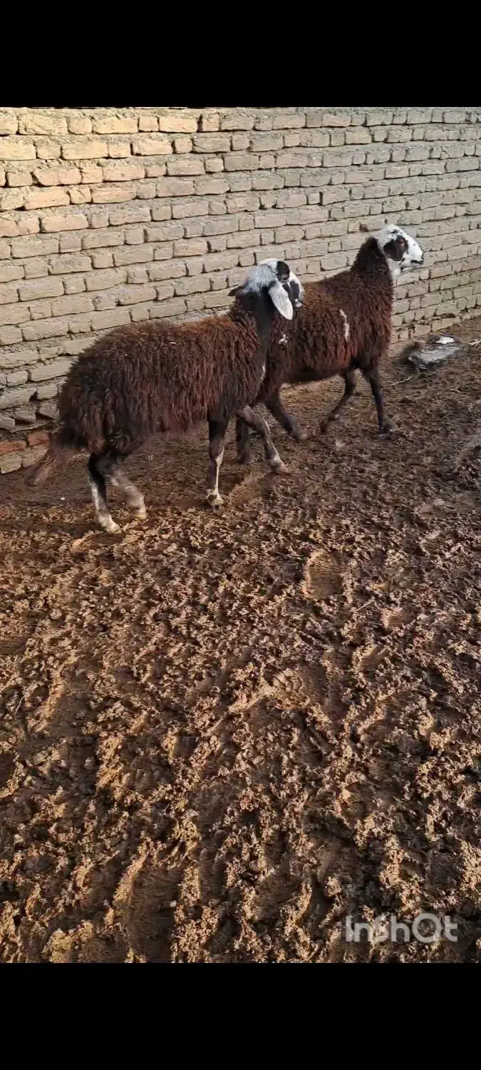 بره جنس|حیوانات مزرعه|گمیشان, |دیوار