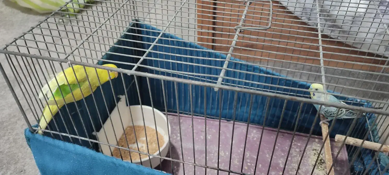 ی جفت مرغ عشق|پرنده|قم, نخودی|دیوار