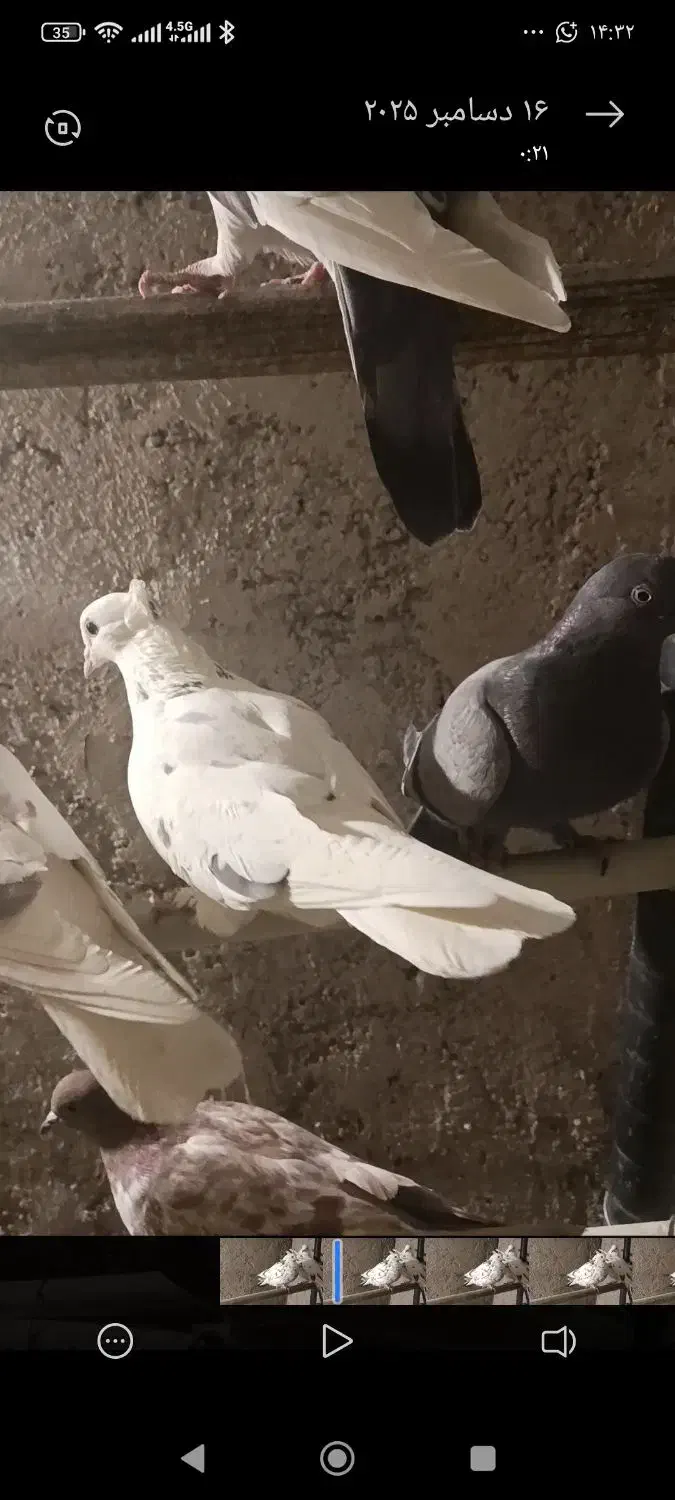 ۸ کفتر غریب گیری یه جای یه تومن|پرنده|اندیشه, شهرک المهدی|دیوار