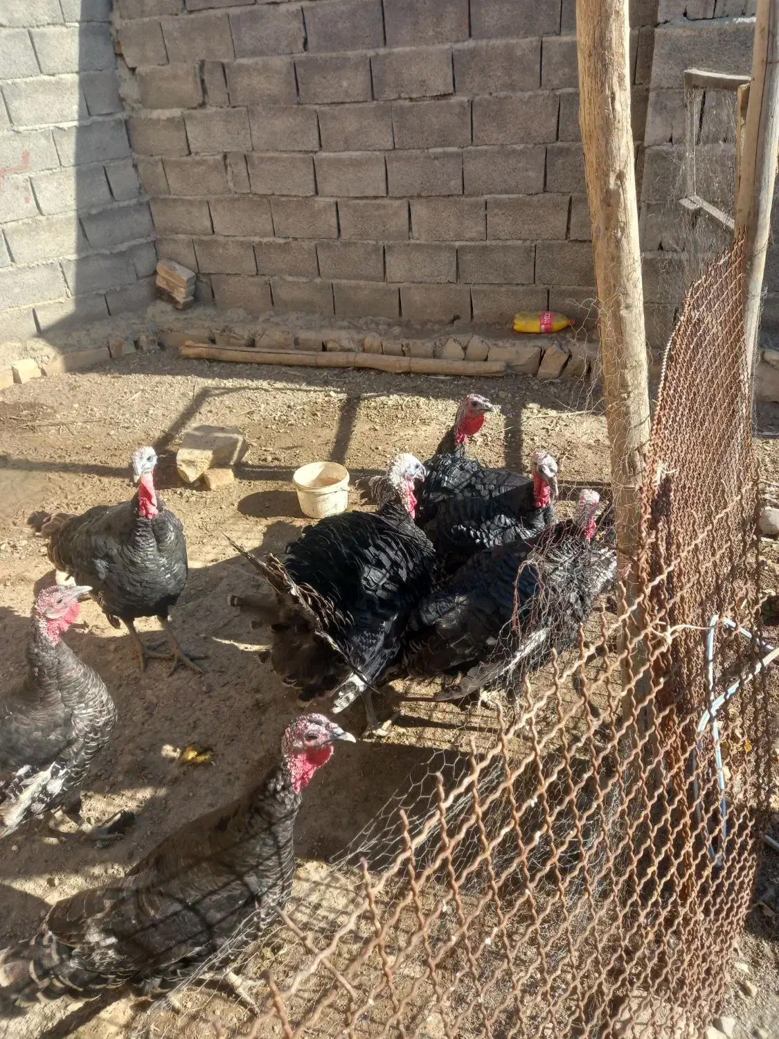 بوقلمون|حیوانات مزرعه|کرمانشاه, |دیوار