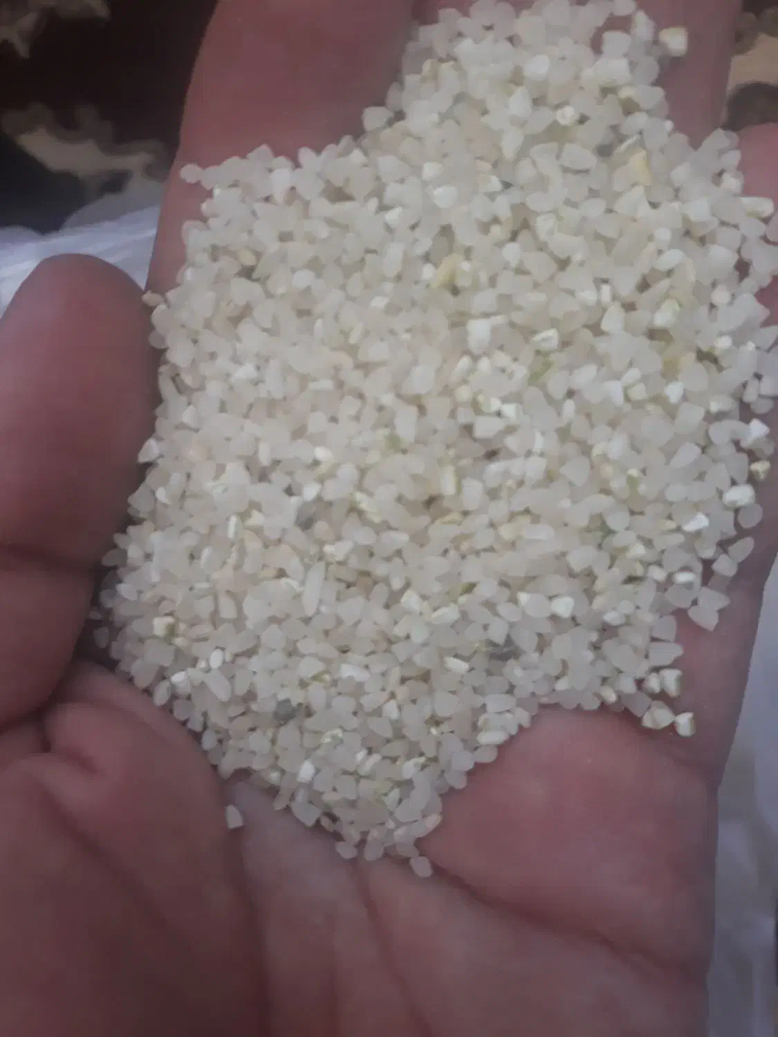 فروش نیم دانه کامفیروزی|خوردنی و آشامیدنی|نیریز, |دیوار