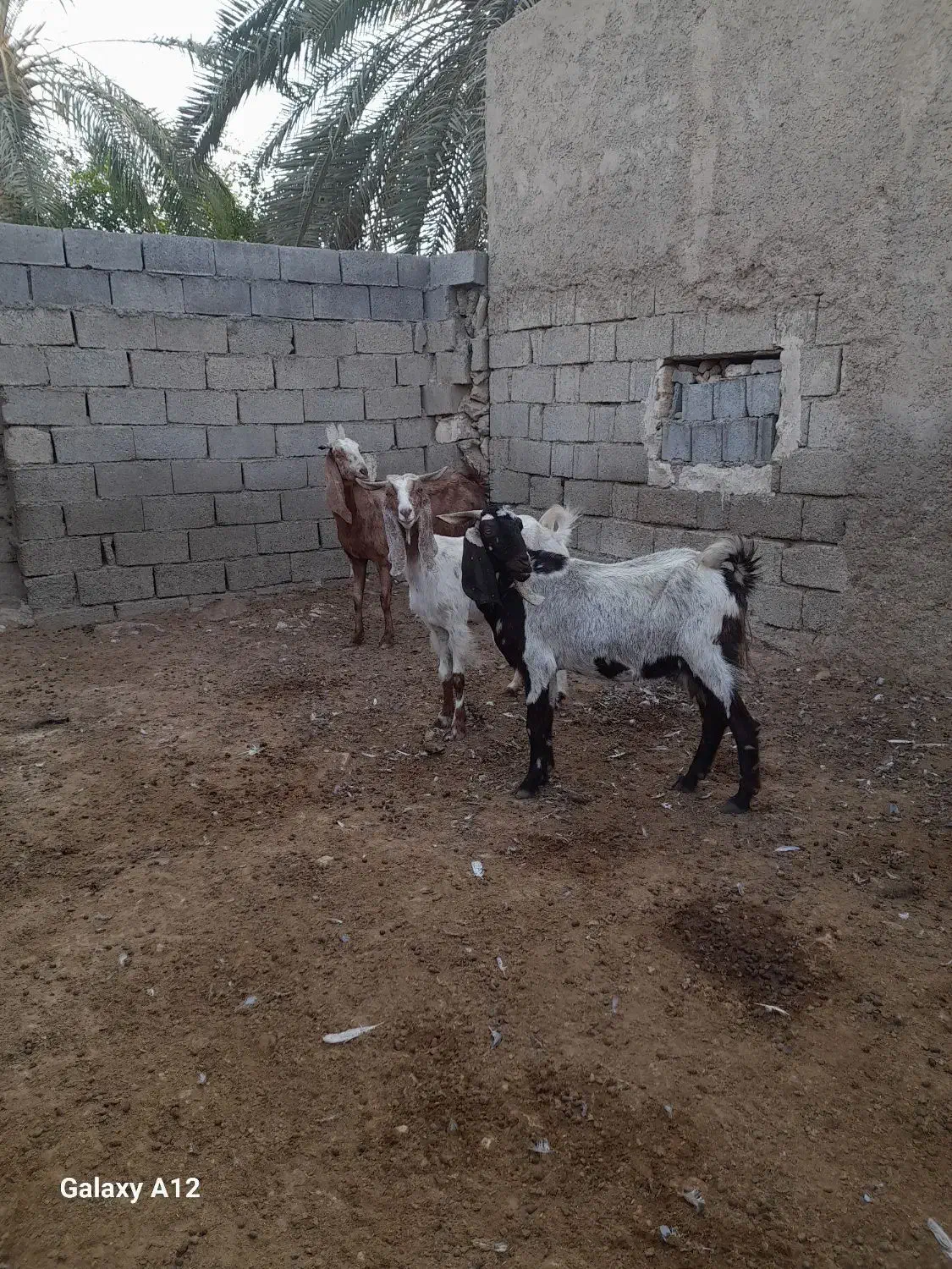 بزپکستانی|حیوانات مزرعه|برازجان, |دیوار