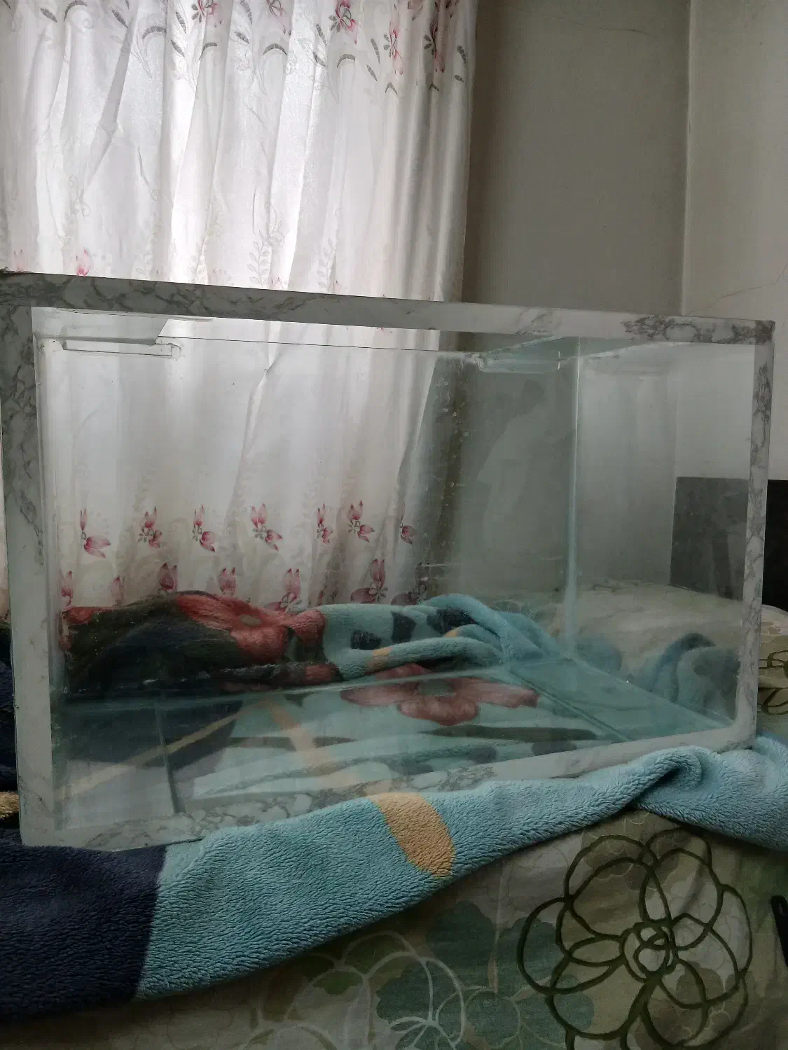 آکواریوم همراه با بخاری|ماهی|رشت, استقامت ۱|دیوار