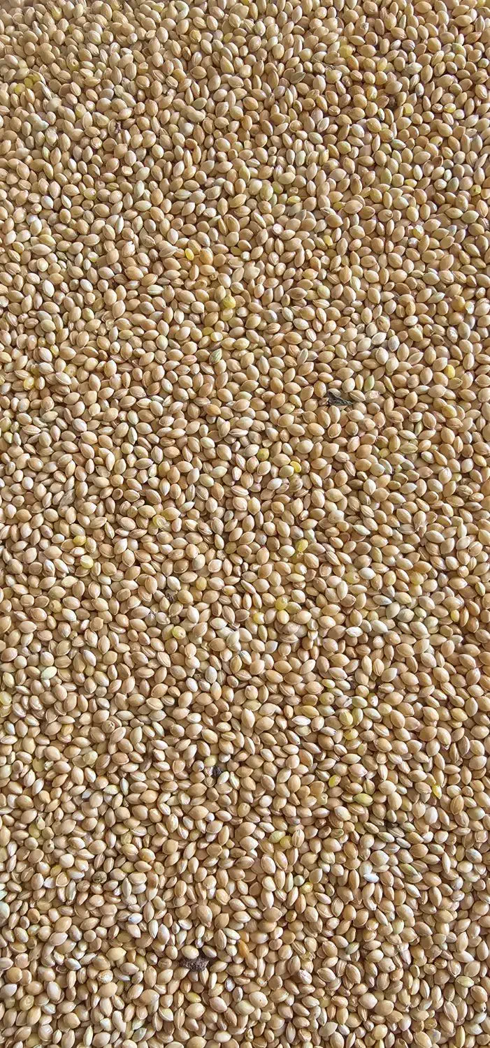 ارزن بومی محلی تمیز گناباد|عمده‌فروشی|گناباد, |دیوار
