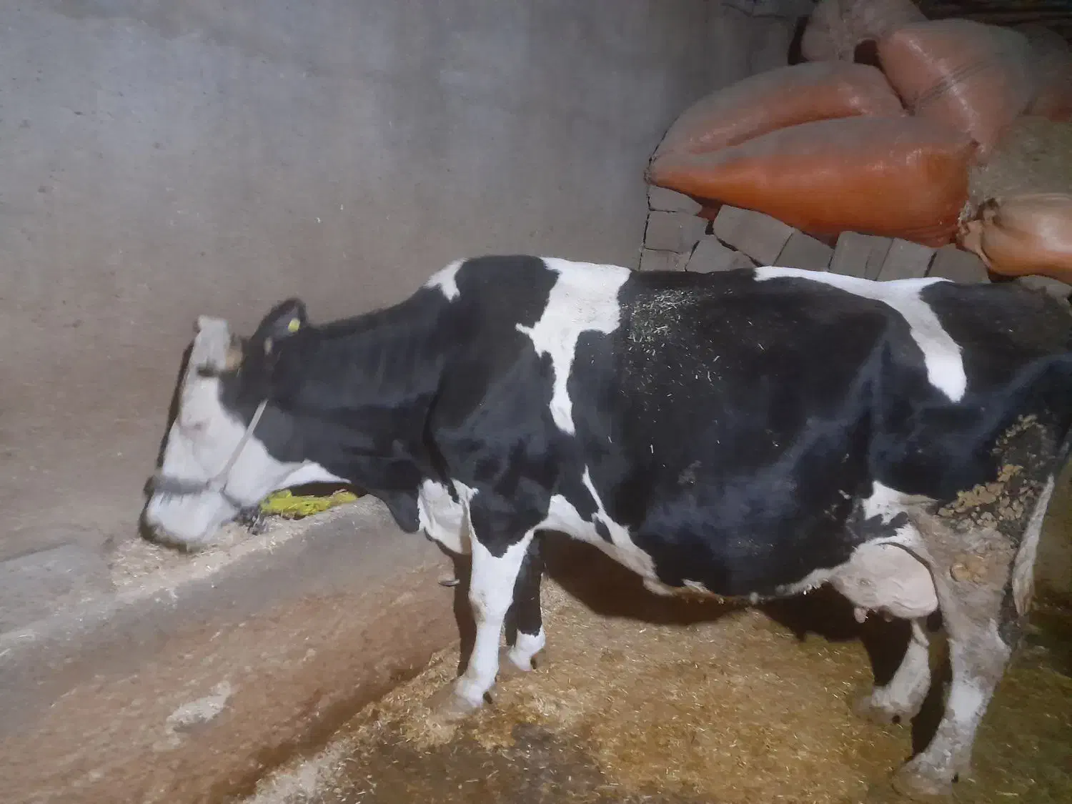 ماده گاو هلشتاین بزمیش قوچ|حیوانات مزرعه|بیستون, |دیوار