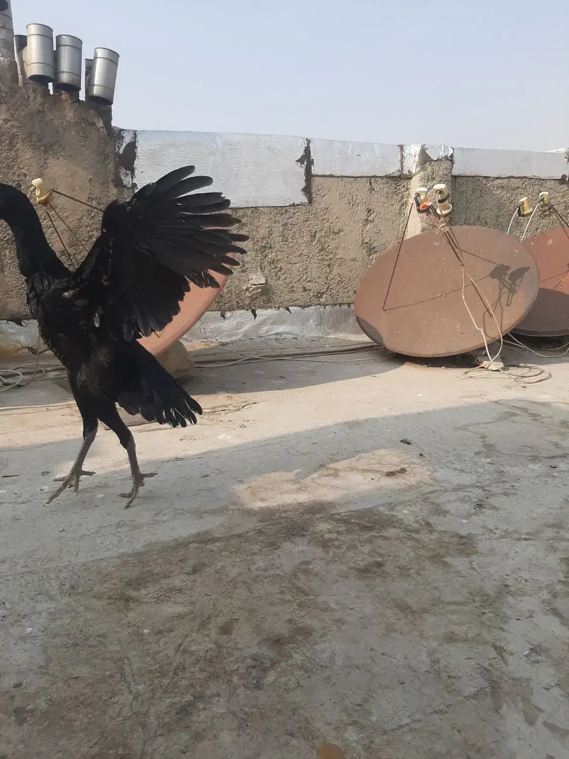 مرغ اوشاموالمانی مشکی|حیوانات مزرعه|قدس, شهرقدس|دیوار