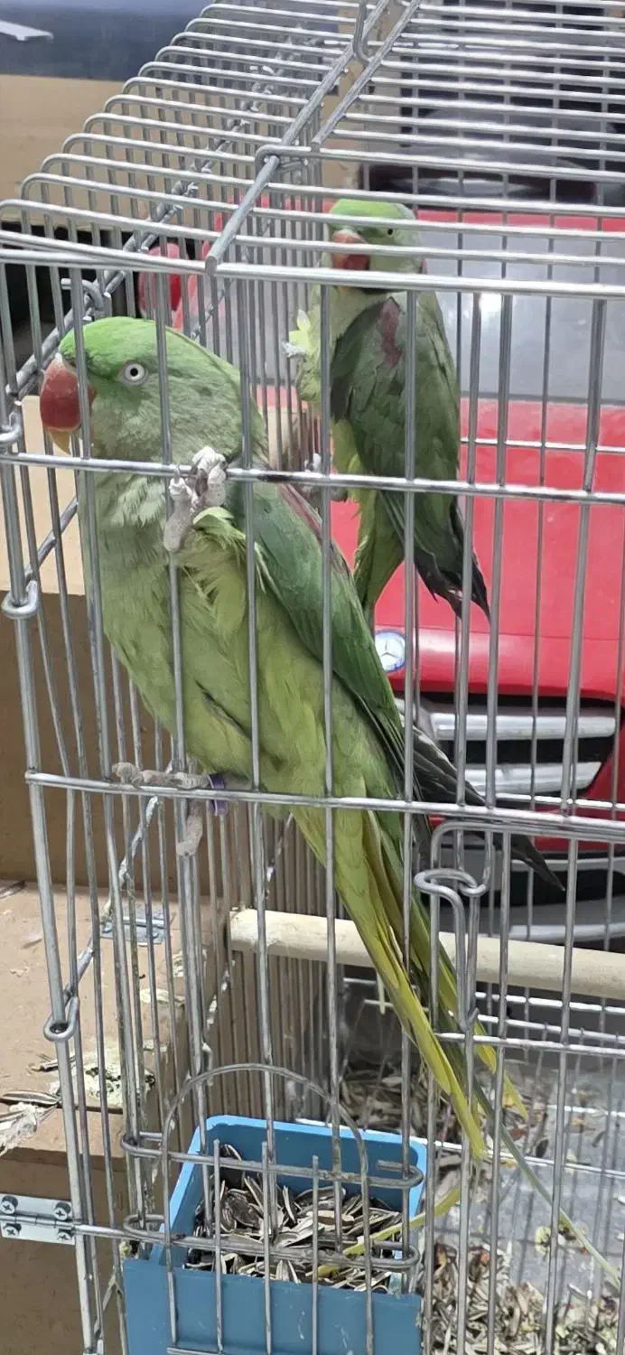 خورشیدی.شاه طوطی.رزیلا|پرنده|سراوان, |دیوار