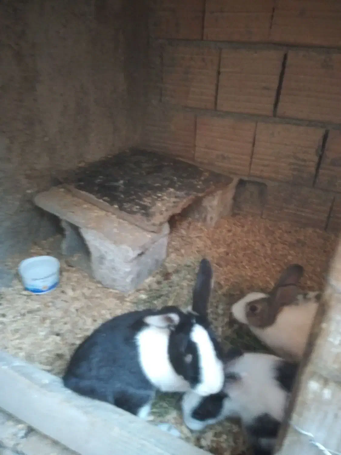 خرگوش|موش و خرگوش|گرگان, |دیوار