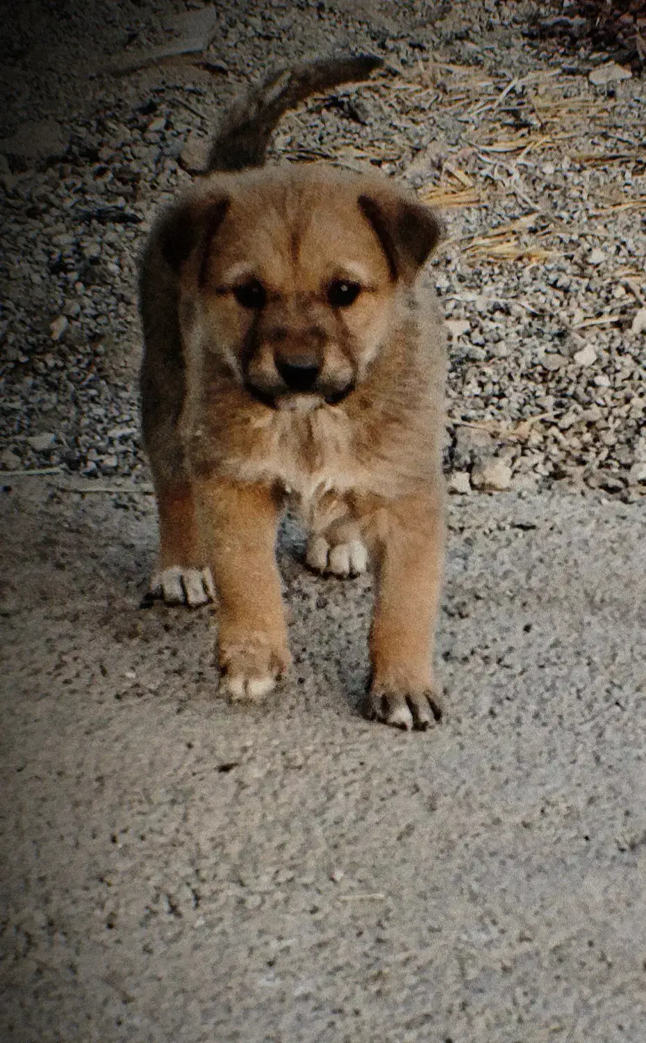 سگ سرابی|سگ|صباشهر, |دیوار