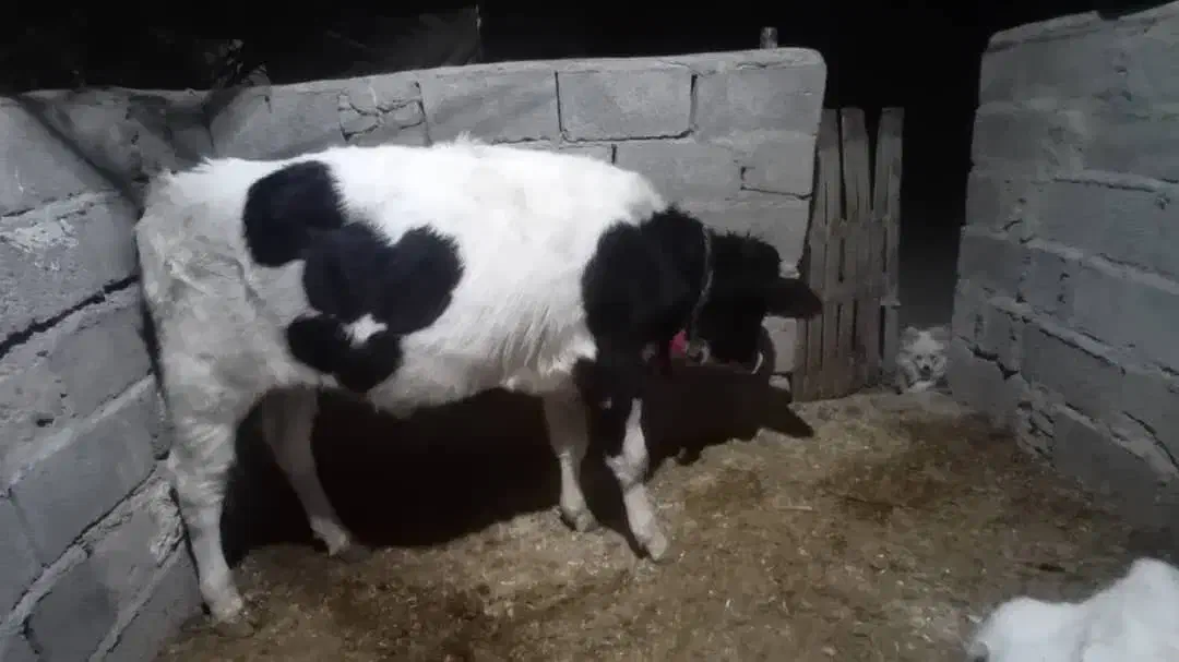 گاو و گوساله فروشی|حیوانات مزرعه|سراوان, |دیوار